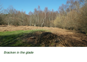 bracken at Noorwood